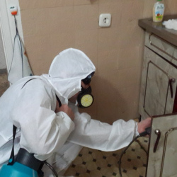 Дезинфекция от муравьев в квартире в Стародубе